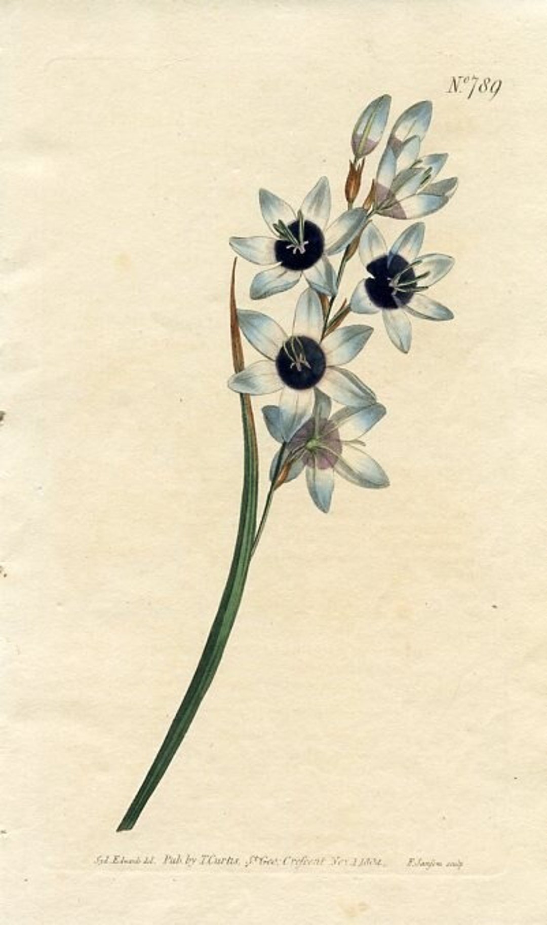 1804 African Corn Lily Print Curtis's Botanical Etsy