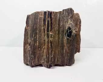 Gran trozo de madera petrificada sin cortar ni pulir, de 8 libras.