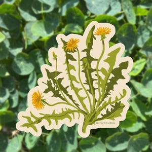May include: A die-cut sticker featuring a botanical illustration of a dandelion plant with bright yellow flowers and jagged green leaves on a cream-colored background. The text @itschinwasu is printed in small black letters near the base of the plant.