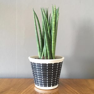 May include: A snake plant in a decorative pot. The plant has long, green, upright leaves. The pot is black with a white grid pattern and a cream rim. The plant pot is on a wooden surface, with a grey background.