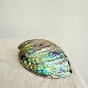 Vintage Abalone Shell Paperweight