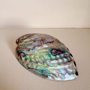 Vintage Abalone Muschel Briefbeschwerer