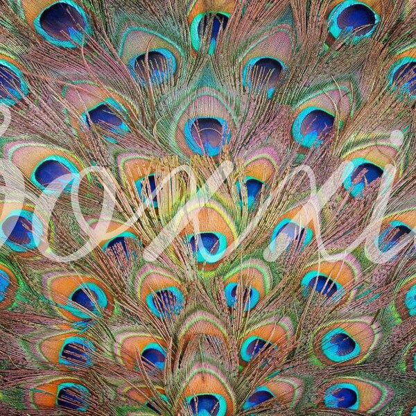 Peacock Wrapping Paper Etsy