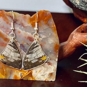 Butterfly Wing Earrings | Preserved Butterfly Wings