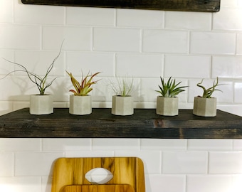 Set of 5 Air Plants with Concrete Vessels | Air Plant Variety Pack | Indoor Plants | Air Plant Holder | Modern Mini Planters