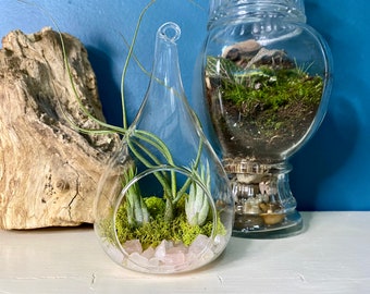 Teardrop Terrarium | Terrarium with Live Air Plants | Rose Quartz Terrarium | THREE Live Air Plants | DIY Terrarium Kit