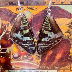 Moth Wing Earrings | Preserved Moth Wings | Madagascar Sunset Moth