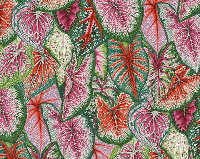 Kaffe Fassett Collective August 2021 -- Fat Quarter of Philip Jacobs Caladiums in Bright