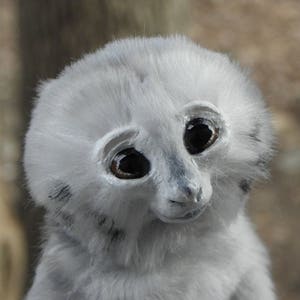 May include: A white, fluffy stuffed toy with large, black eyes and a small, pink nose. The toy has a soft, furry texture and a sweet expression.