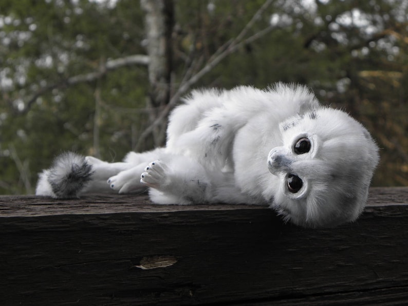 May include: A white furry animal with large, dark eyes lies on a wooden surface. The animal has a long, bushy tail and is curled up in a relaxed position.