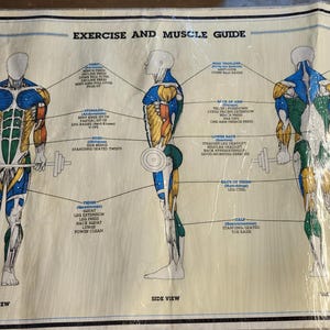 Vintage Exercise and Muscle Guide Poster 24&quot;x35.5&quot;.