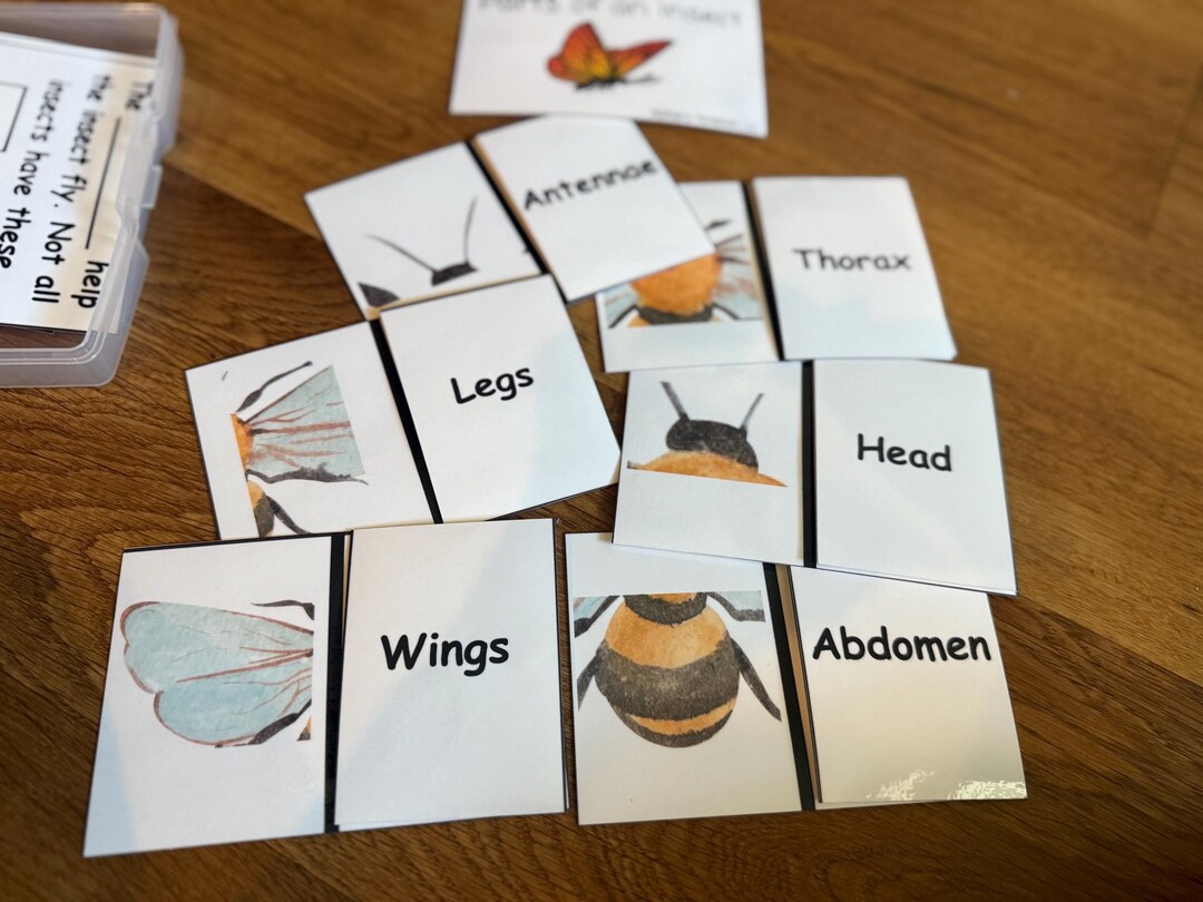 Parts of an Insect Task Box - Etsy