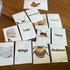 May include: Educational flashcards for learning about insect anatomy. The cards feature illustrations of insect parts like wings, legs, and antennae, with labels such as "Wings," "Legs," and "Antennae." A butterfly illustration is also present.