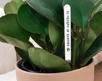 Puede incluir: Una planta en maceta con hojas verdes en una maceta de terracota. Una etiqueta de planta blanca está insertada en la tierra y dice "IN MEMORY OF CHOPPER"