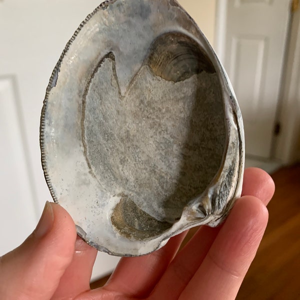 Gray Quahog Clam Shell