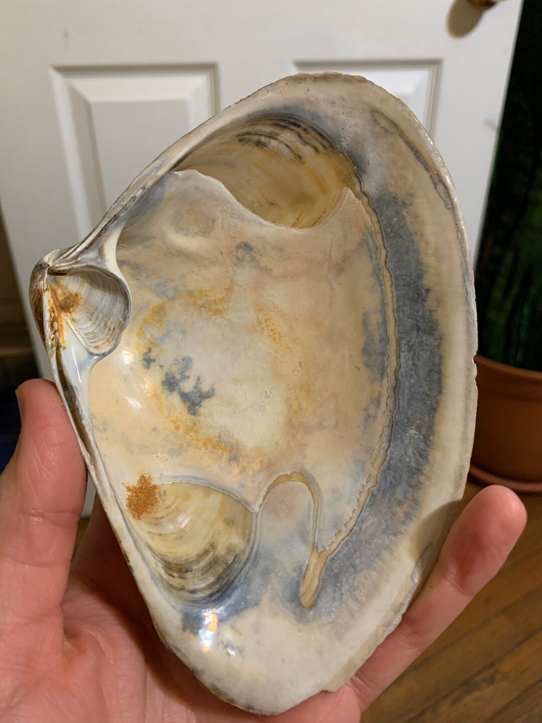 Large Sunrise North Atlantic Clam Shell Etsy