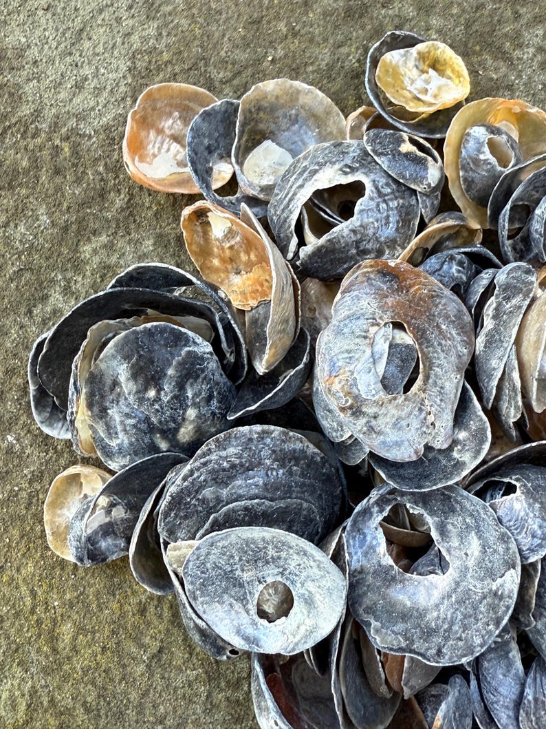 Tan Shells 1oz Bag of Jingle Shells From New Jersey - Etsy