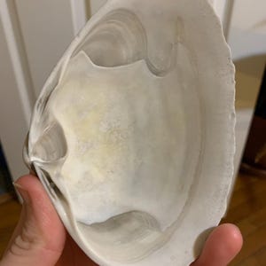 Grande coquille de palourde blanche