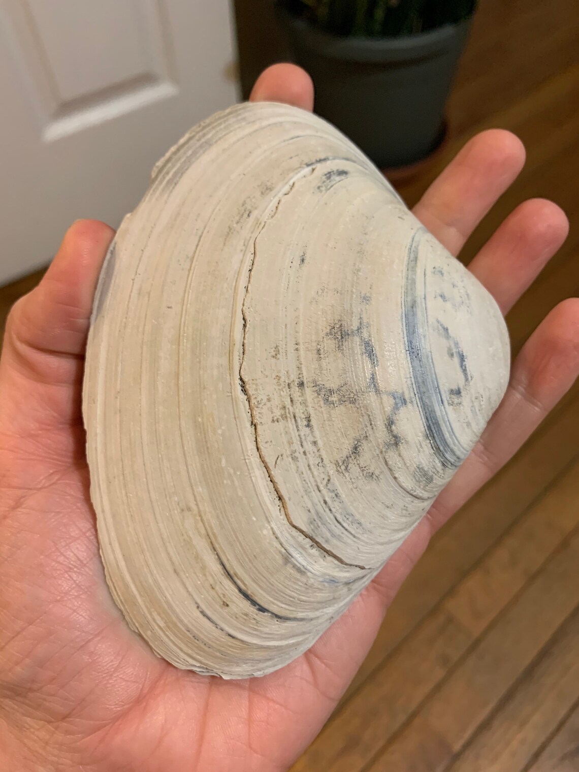 Clam Shell of Many Colors Etsy