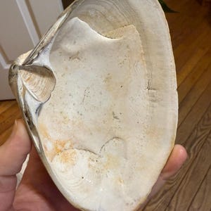 Grande coquille de palourde beige