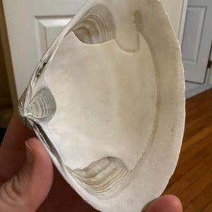 May include: A large, open seashell with a smooth, off-white interior and a textured, gray and brown exterior. The shell's edges are slightly irregular, and the overall shape is curved and organic. The shell is held in a hand.