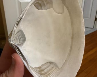 Große, weiße Muschelmuschel