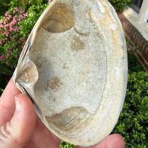 Coquille de palourde bronzée croustillante