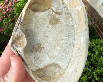 Crusty Tan Surf Clam Shell