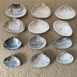 12 Small Surf Clam Shells