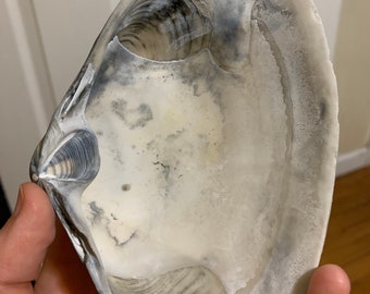 Large White and Gray Surf Clam Shell