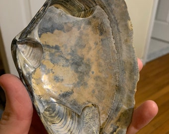 Large Chipped Surf Clam Shell