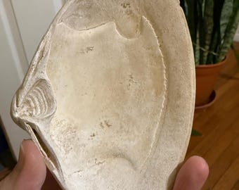 Grainy White Surf Clam Shell