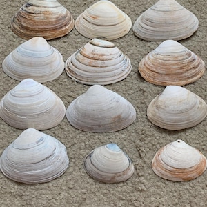 12 Small Surf Clam Shells