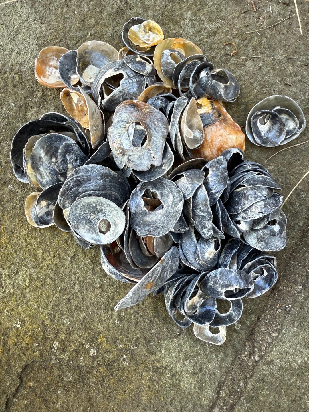 1oz Bag of Jingle Shells From New Jersey - Etsy