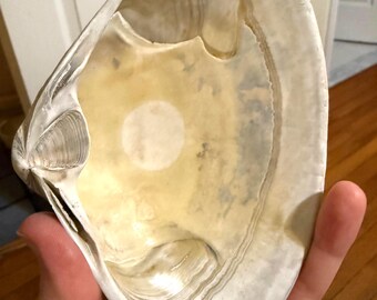 Große weiße und gelbe Surf Muschel