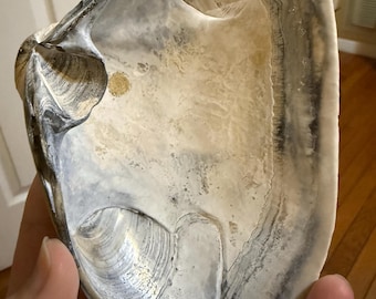 Irregular Gray Surf Clam Shell