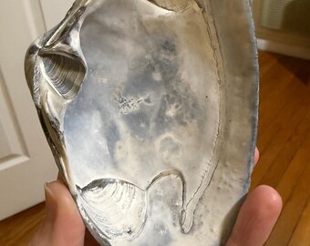 Große graue Muschelmuschel