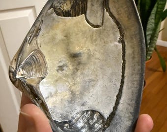Unusual Gray Surf Clam Shell