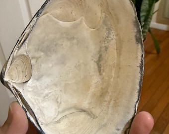 Grainy Beige Surf Clam Shell