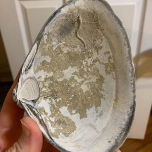 Crusty Gray Surf Clam Shell