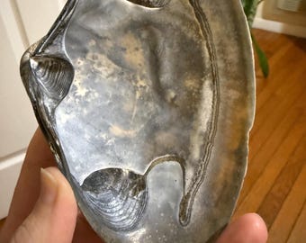 Große graue Muschelmuschel