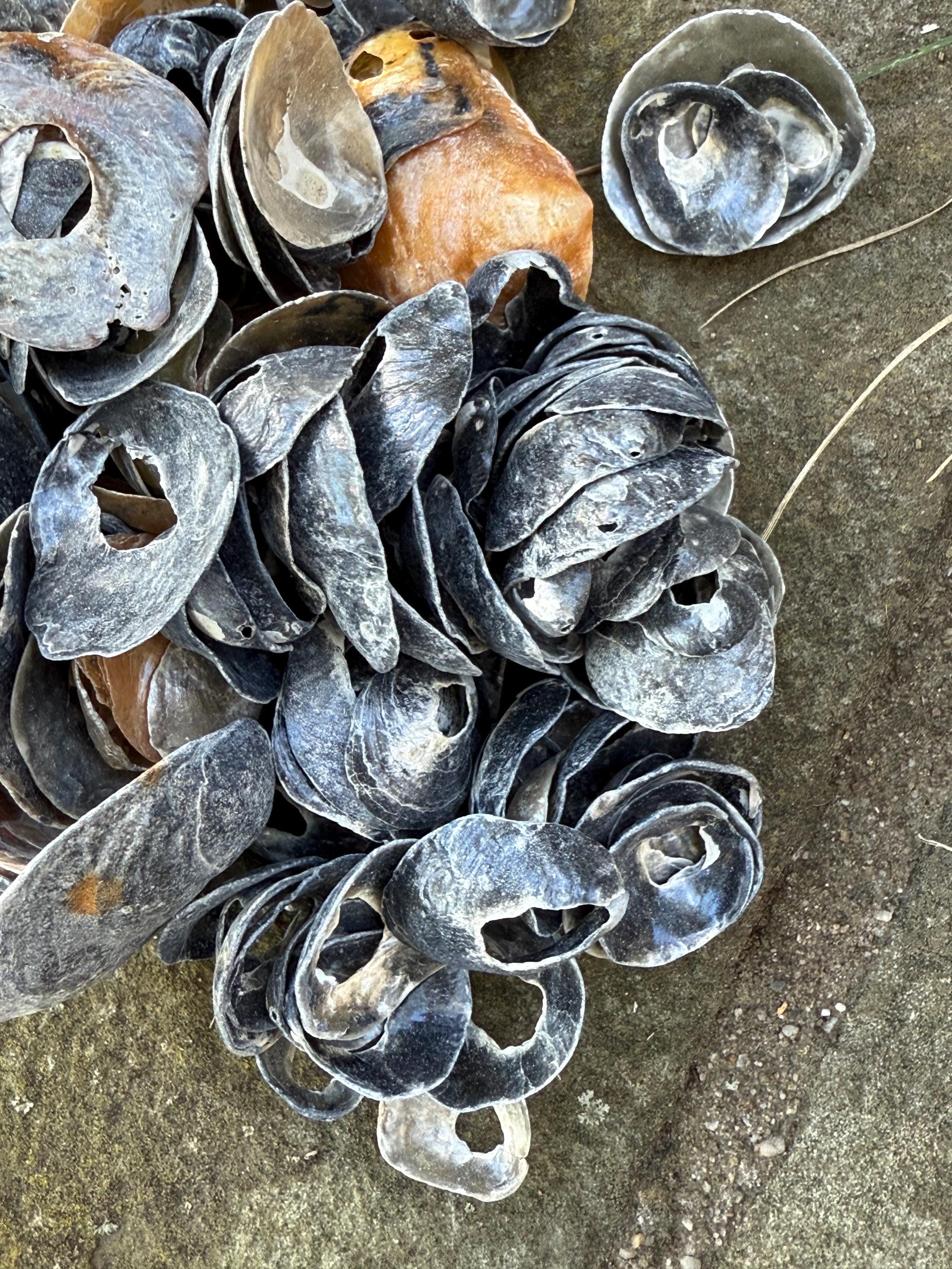 1oz Bag of Jingle Shells From New Jersey - Etsy