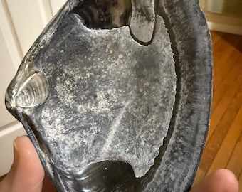 Dark Gray Surf Clam Shell