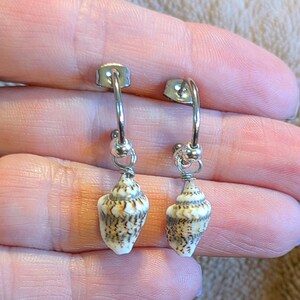 Genuine Conch Shell Hoop Earrings, Silver - 16mm - - LadybugfeetDesigns -