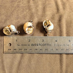 Chunky Conch Shell Charm Bracelet, Gold - - LadybugfeetDesigns -