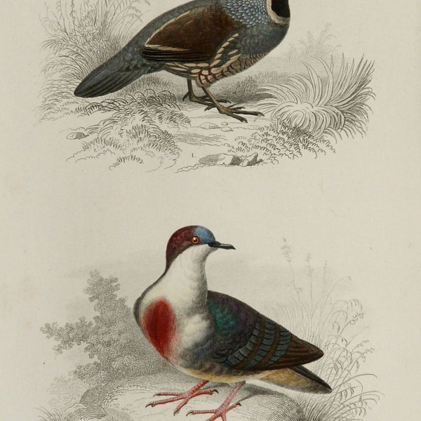 1869 Antique BIRD print of a CALIFORNIA QUAIL and a Pigeon. Gamebirds. Dove. Valley Quail. 145 years old gorgeous lithograph