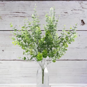 16,5 in eucalyptusstruik