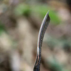 May include: Close-up of a curved, dark-coloured blade with a copper-coloured stripe. The blade has a sharp point and a brass-coloured handle. The background is blurred, suggesting an outdoor setting. The tool appears to be a specialized knife.