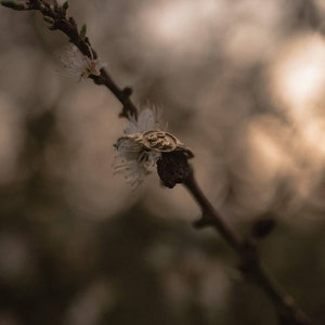 Pu&ograve; includere: Un anello d'oro con un designo dettagliato si trova su un ramo delicato con fiori bianchi. L'anello &egrave; circondato dallo sfondo morbido e sfocato di un albero in fiore.