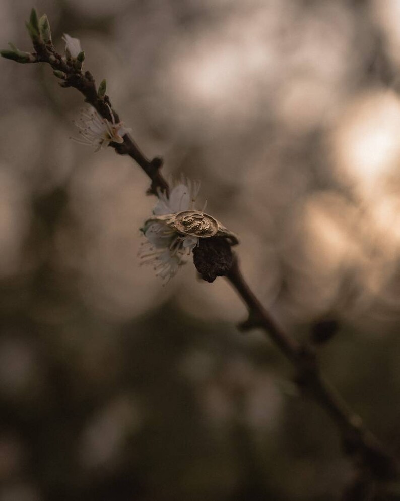 Pu&ograve; includere: Un anello d'oro con un designo dettagliato si trova su un ramo delicato con fiori bianchi. L'anello &egrave; circondato dallo sfondo morbido e sfocato di un albero in fiore.